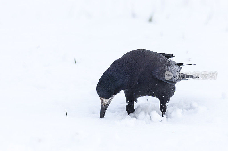 白嘴鸦，Corvus frugilegus，在雪中觅食;英国苏格兰